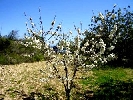 Finca en Cervera