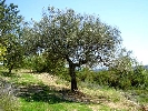 Propriété Rurale en Cervera